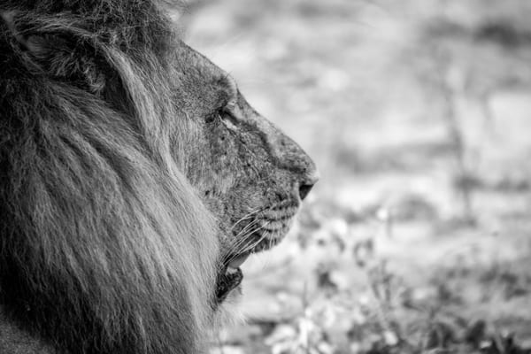 Majestic lion leading the way — Logvest strength and precision
